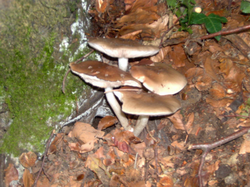 da determinare (Cfr. Pluteus cervinus)